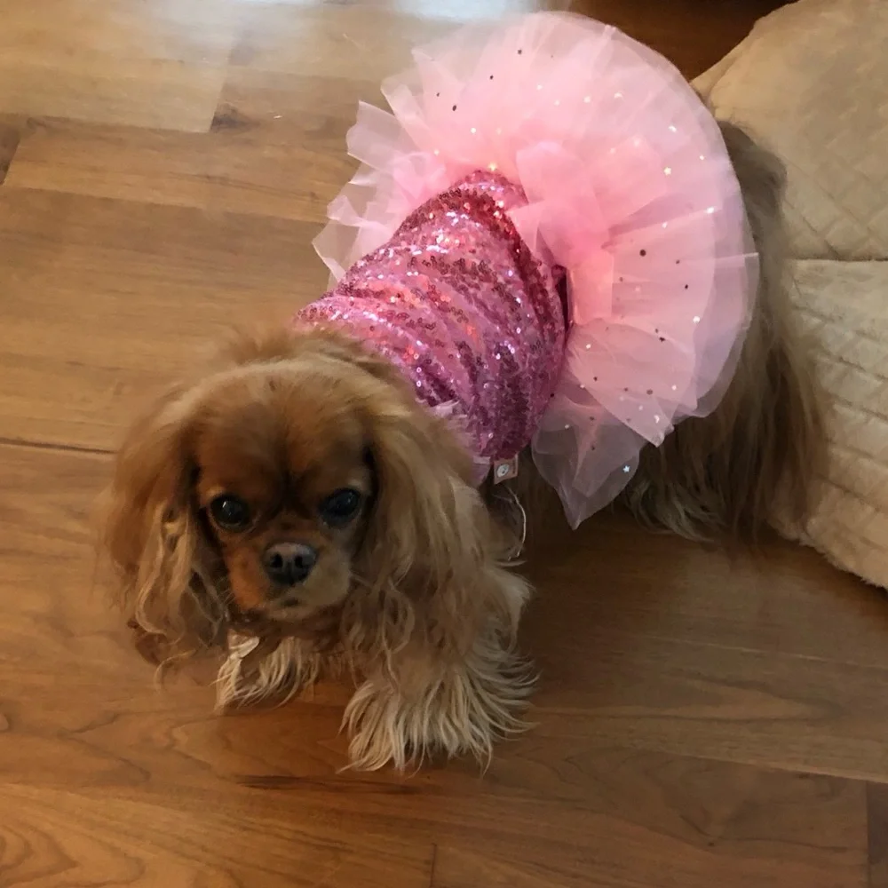 Sparkling Pink Dog Dress for Halloween